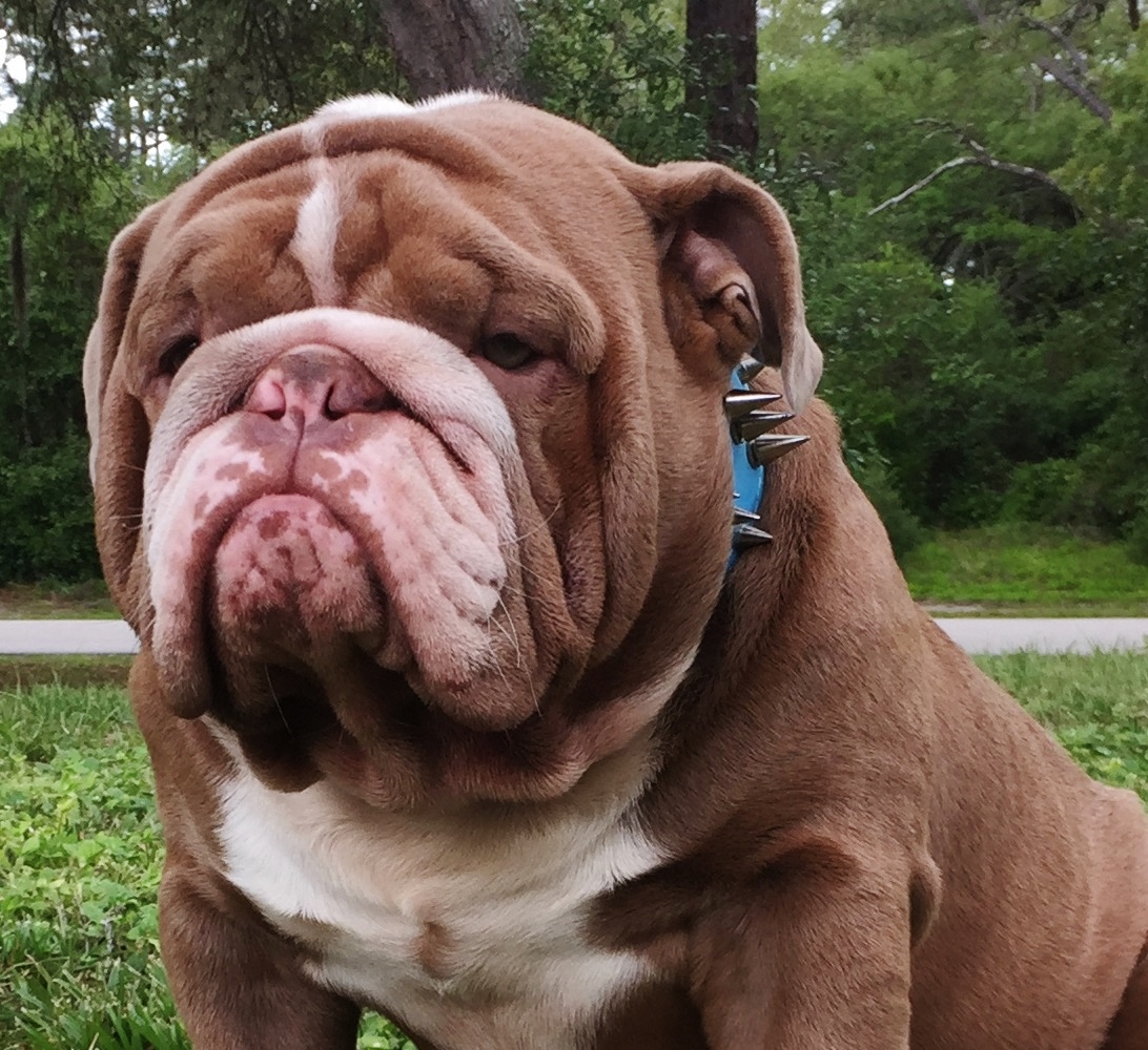 Best Tri Merle English Bulldog of the decade Check it out now 